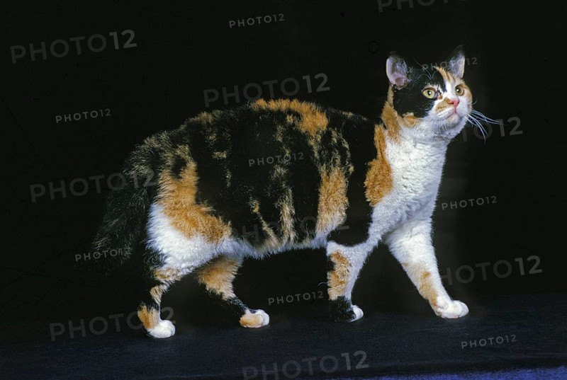 American wirehaired domestic cat, adult against black background