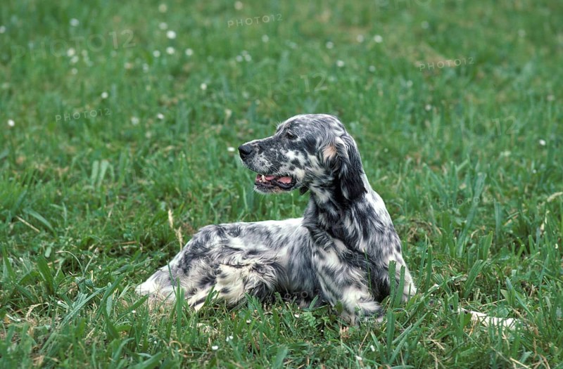 English Setter dog, adult lying on grass