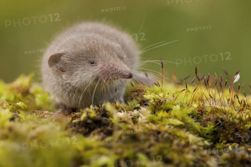 Greater white-toothed shrew (Crocidura russula) Rhineland-Palatinate, Germany, Europe