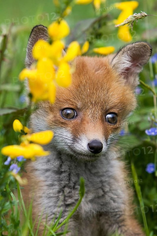 Red Fox (vulpes vulpes), Cub with Yellow Flowers, Normandy