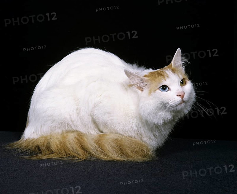 Turkish Van house cat lay against black background