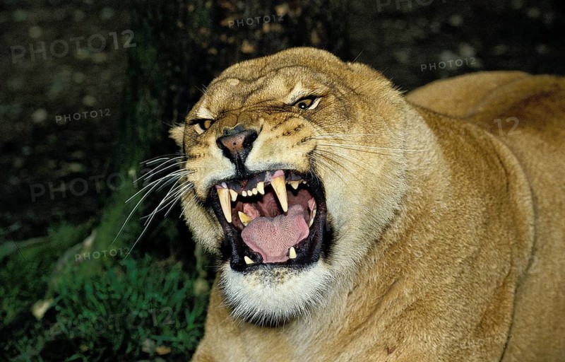 African Lion (panthera leo), Portrait of Female in Defensive Posture