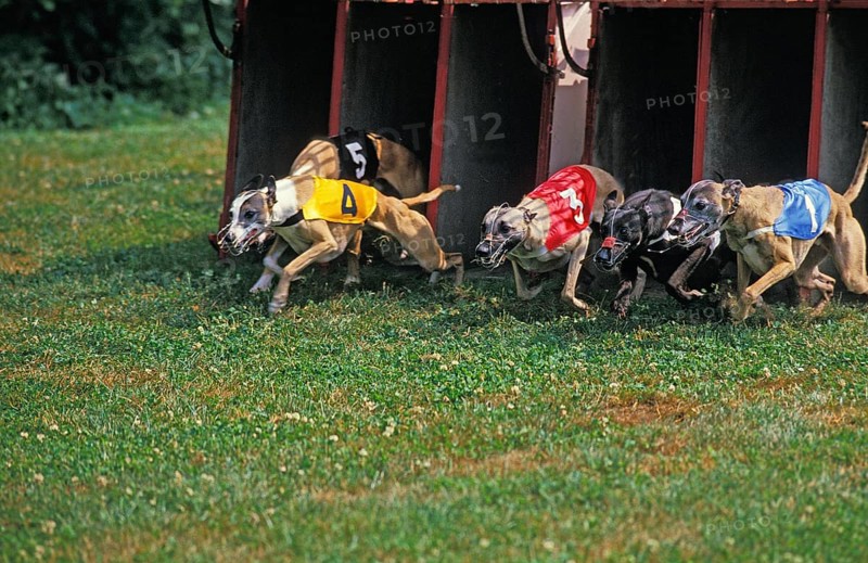 Greyhound Race