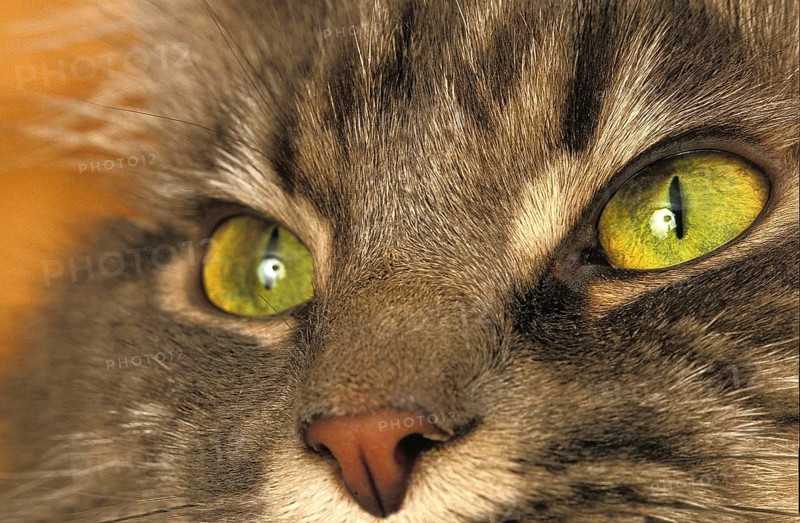 BROWN TABBY DOMESTIC CAT, CLOSE-UP OF EYES