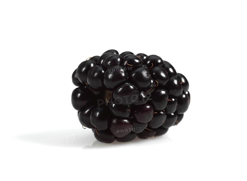 Blackberries (morus) Fruit against White Background