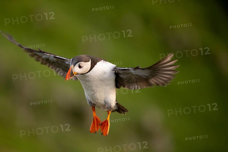 Puffin (Fratercula arctica) in flight, Bird Island Runde, Norway, Europe