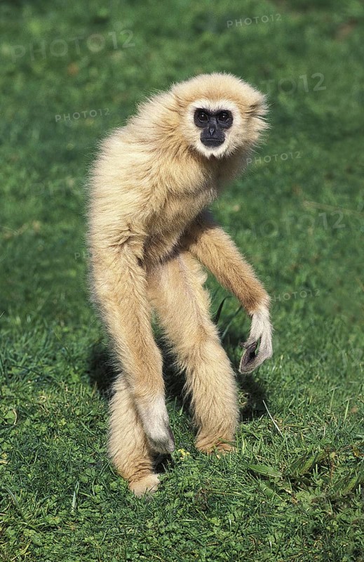 White-handed gibbon (hylobates lar), adult standing on hind legs