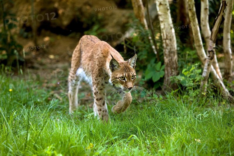 Eurasian lynx (lynx lynx wrangeli), adult walking on grass