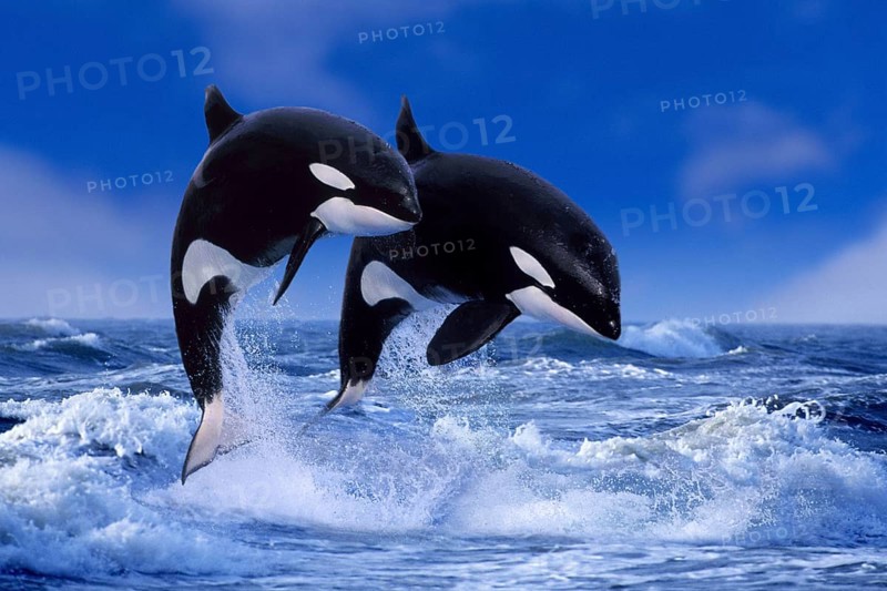 Killer whales (Orcinus orca)