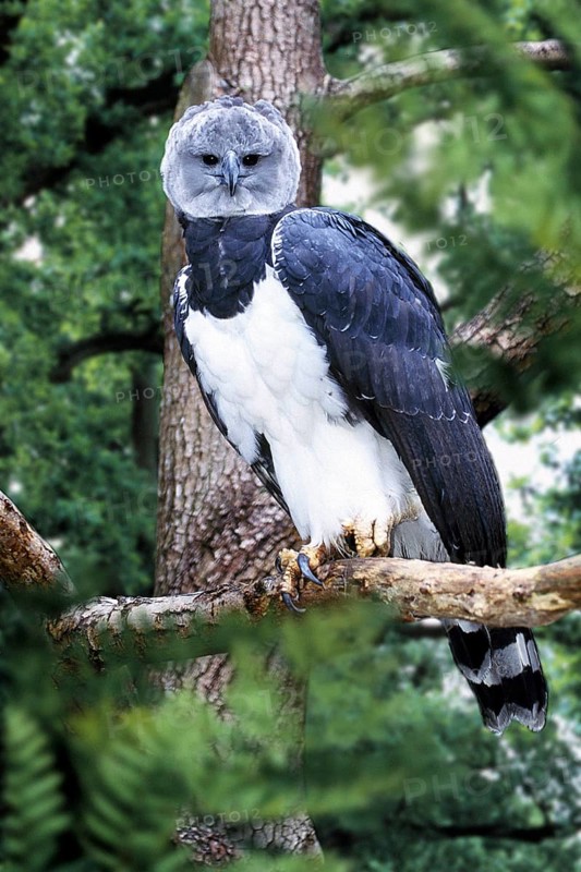 Harpy Eagle (Harpia harpyja), Harpyie /