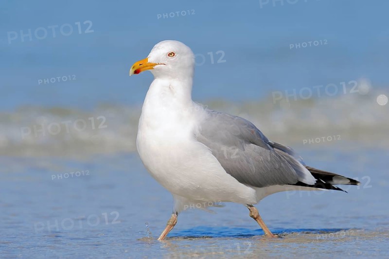 Herring Gull (Larus argentatus), Florida, USA, North America
