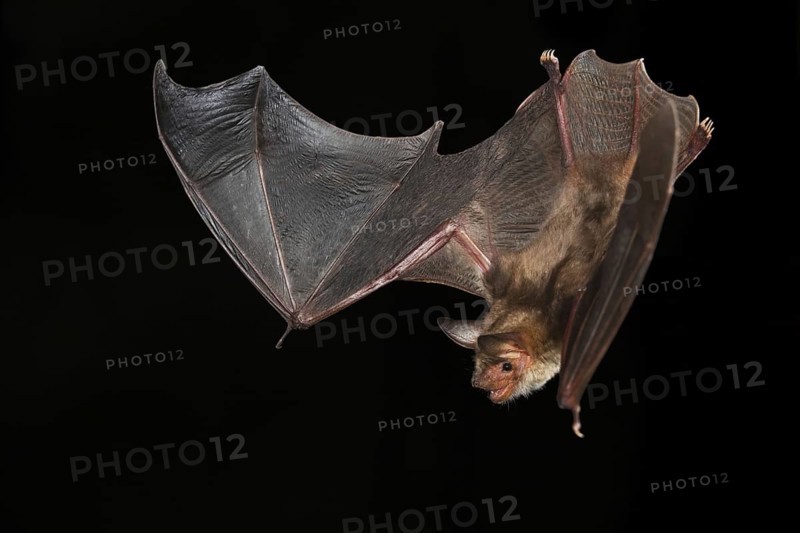 Greater Mouse-eared Bat (Myotis myotis), Germany, Europe