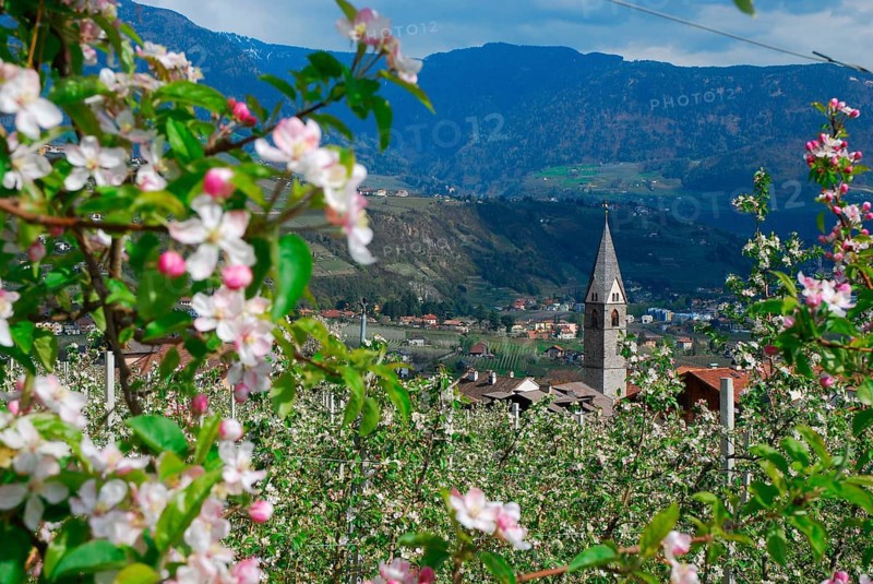 Apple cultivation, apple blossom, Vinschgau, Stubai Alps, South Tyrol, Val Venosta, Alto Adige, apple, Italy, Europe