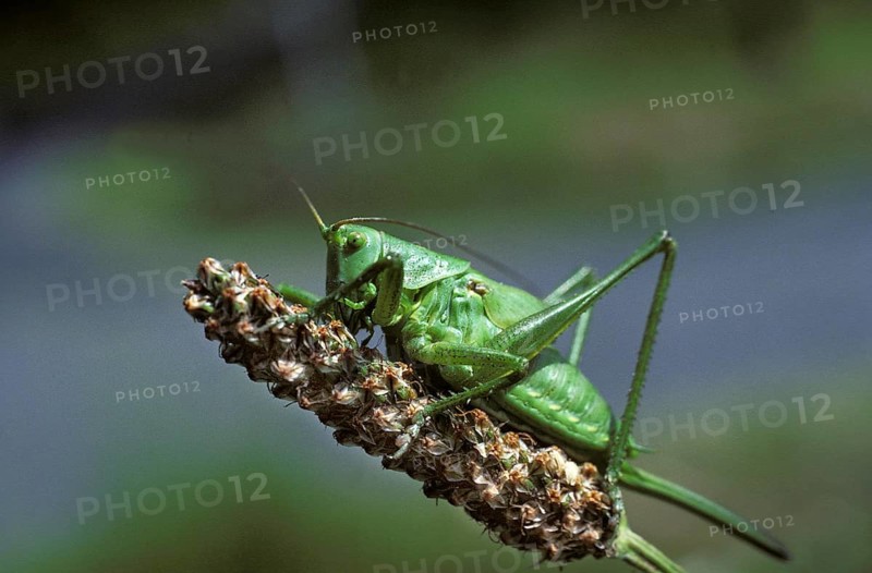 Great Green Brush Cricket (tettigonia viridissima)