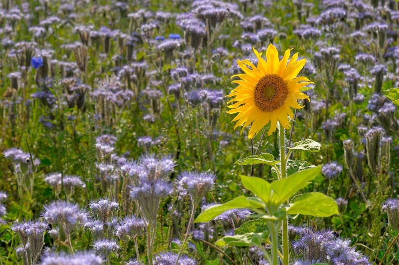 Sunflower (Helianthus annuus), single sunflower in (phacelia) field, lacy phacelia (Phacelia tanacetifolia)