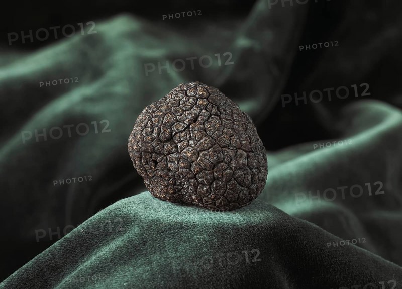 Perigord Truffle (tuber melanosporum)