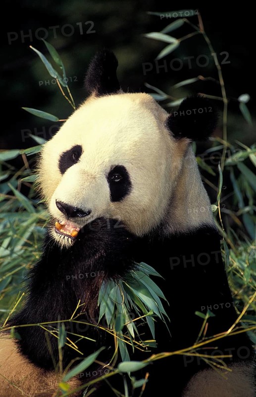 Giant Panda (ailuropoda melanoleuca), Adult eating Bamboo Leaves, Wolong Reserve in China