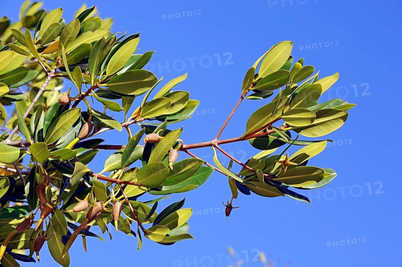 Red Mangrove (Rhizophora mangle), branch with seedlings, Sanibel Island, Florida, USA, seedling, North America