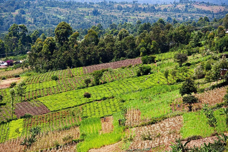 Fields of smallholders, near Sotik, Kenya, Africa