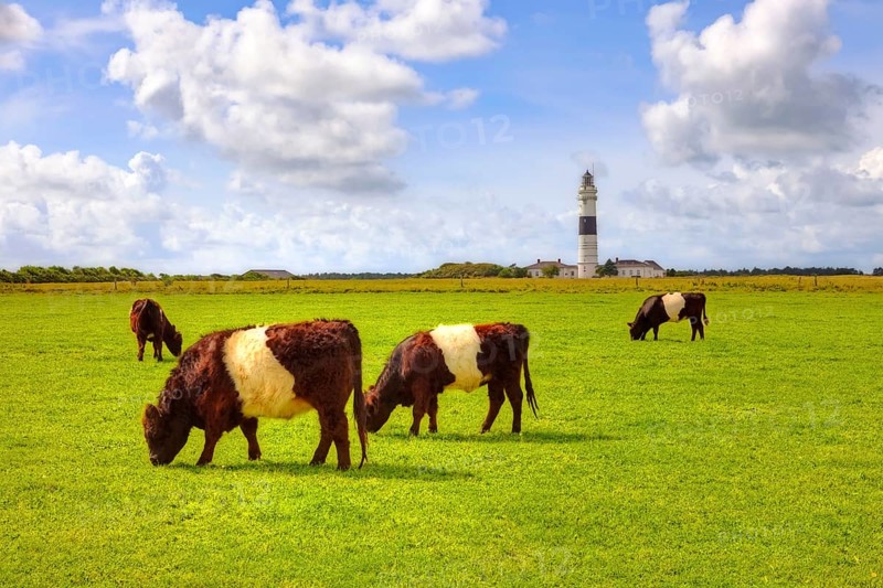 Belted Galloways, Lighthouse, Kampen, Sylt, North Frisia, Schleswig-Holstein, Cow, Cows, Germany, Europe