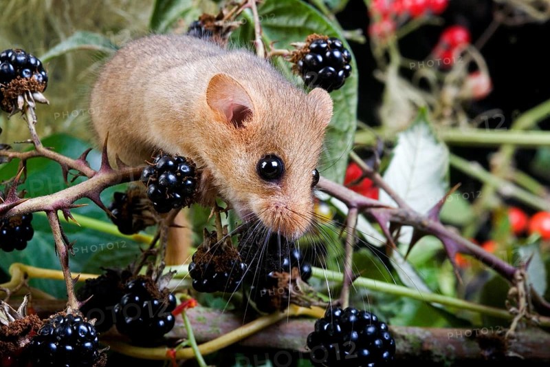 Common Dormouse (muscardinus avellanarius), Adult standing on Branch with Blackberries, Normandy