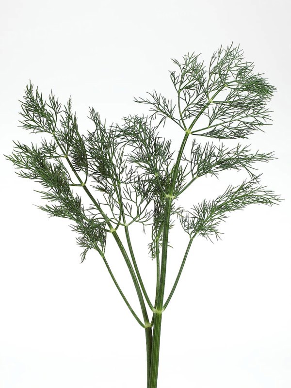 Dill (anethum graveolens) against White Background