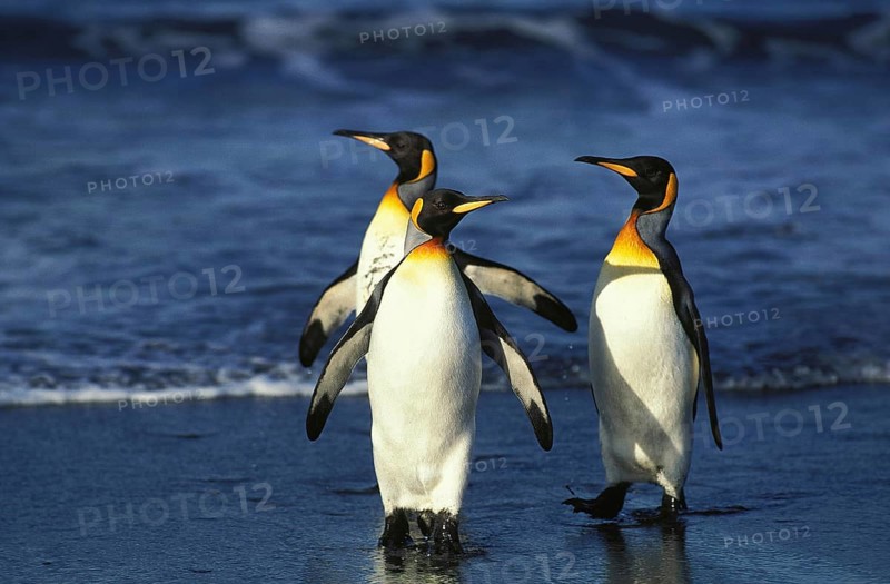 King Penguin (aptenodytes) patagonica, Group standing on Beach, Salisbury Plain in South Georgia