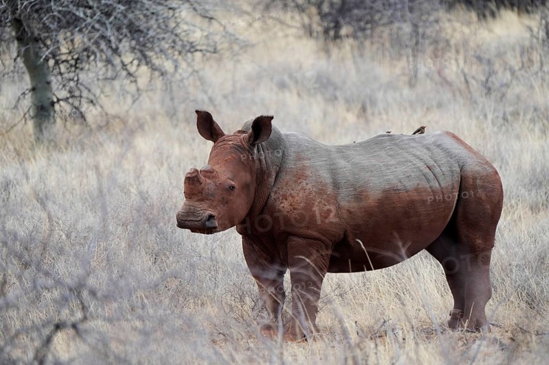 White rhino after SChlambad with Oxpecker on back, Limpopo, South Africa, Africa
