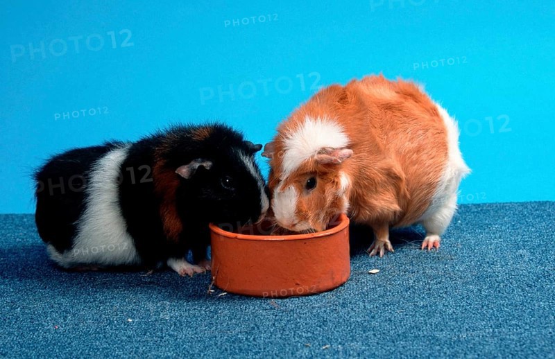 Rex guinea pig and Abyssinian guinea pig, shell