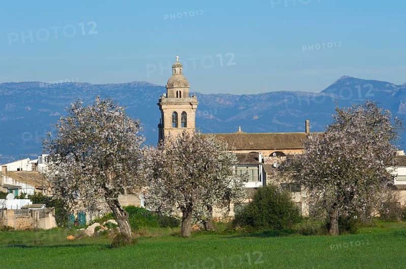 Almond blossom near Algaida, Majorca, Balearic Islands, Spain, almond tree, almond trees, Europe