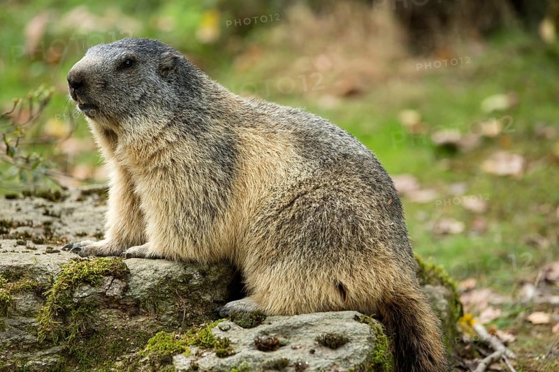 Alpin marmot (Marmota marmota), Hautes-Pyrénées, Midi-Pyrénées, France, Europe
