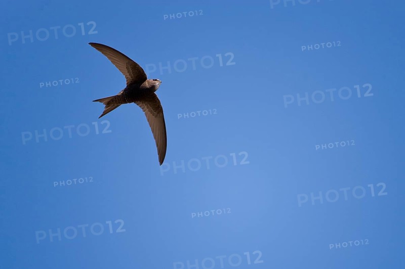 Common Swift (Apus apus) with filled throat sac, optional, Germany, Europe