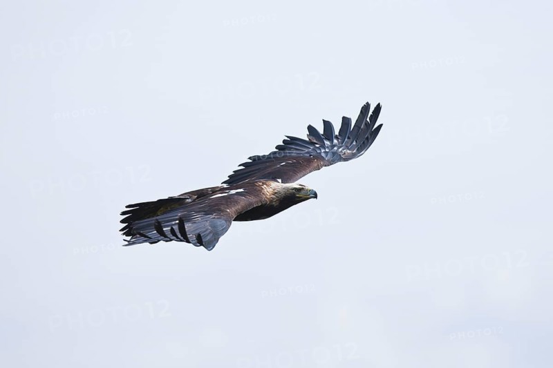 Imperial Eagle, Marchauen, Lower Austria, Austria (Aquila heliaca)