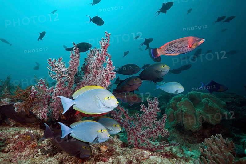 Grey surgeonfish on the reef, Acanthurus mata, Raja Ampat, West Papua, Indonesia, Asia