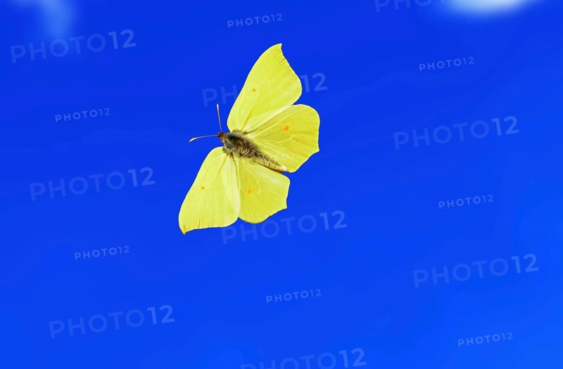 Brimstone (Gonepteryx rhamni) flying