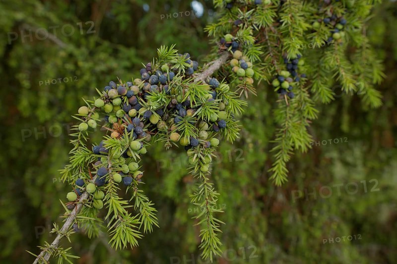 Juniper (Juniperus), Michelbach an der Bilz, Limpurger Land, Limpurger Berge, Schwäbisch-Fränkischer Wald Nature Park, Heilbronn-Franken, Hohenlohe, Schwäbisch Hall, Baden-Württemberg, Germany, Europe