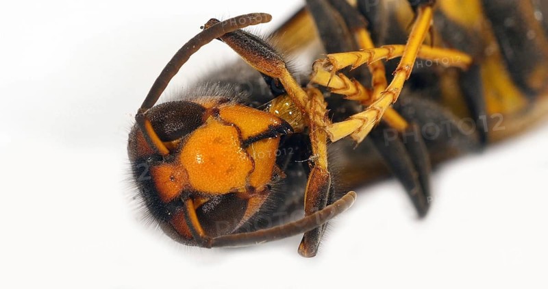 Asian predatory Hornet, vespa velutina, Insect against White Background, Close up of Head, Normandy