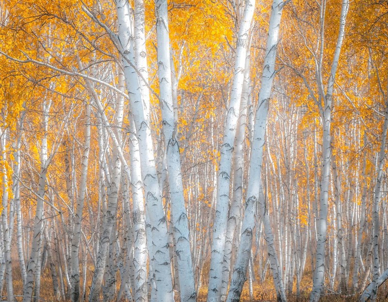Autumn n Selenge province, Birches, Mongolia, Asia