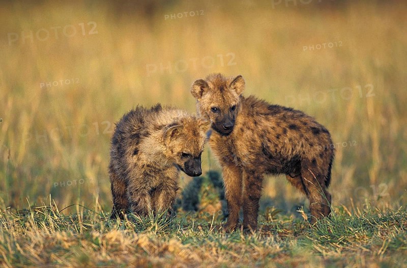 Spotted Hyena (crocuta crocuta), Youngs, Masai Mara Park in Kenya