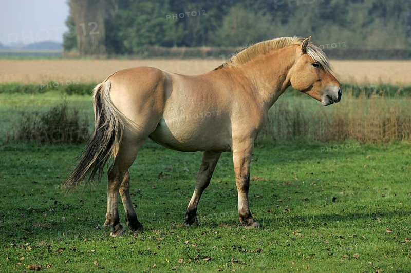 Norwegian Fjord Horse