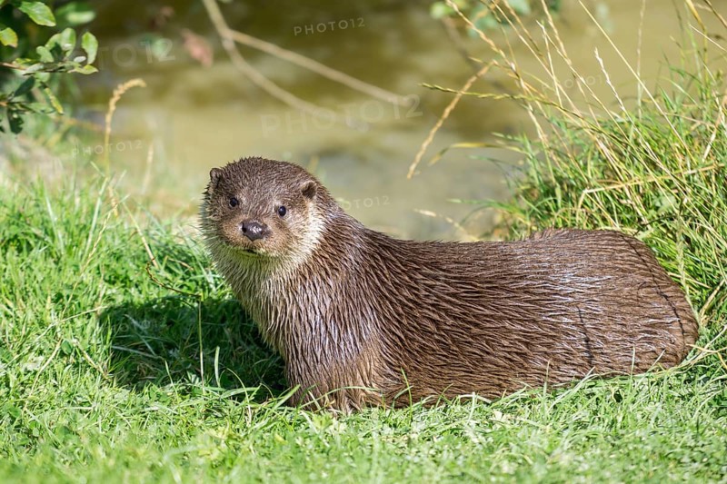 Eurasian Otter (Lutra lutra)