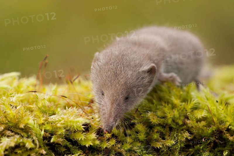 Greater white-toothed shrew (Crocidura russula) Rhineland-Palatinate, Germany, Europe