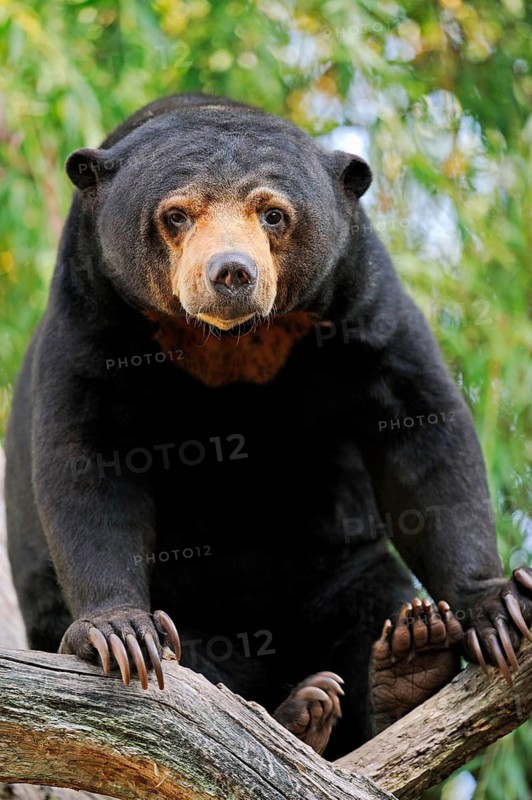 Malayan sun bear (Helarctos malayanus)