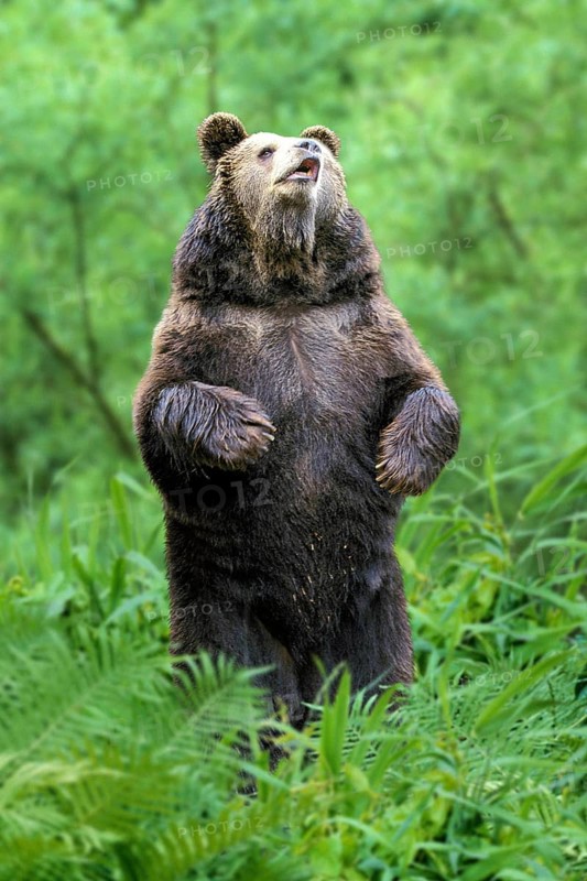 European Brown Bear (Ursus arctos), Europaeischer Braunbaer, Europa, europe, Braunbär, Bären, animals, Wiese, meadow, frontal, head-on, von vorne, aufrecht stehen, standing erect, adult, Staerke, strength, Saeugetiere, mammals, Raubtiere, beasts of prey, Hochformat, vertical, Baeren, bears, Gefahr, gefaehrlich, dangerous