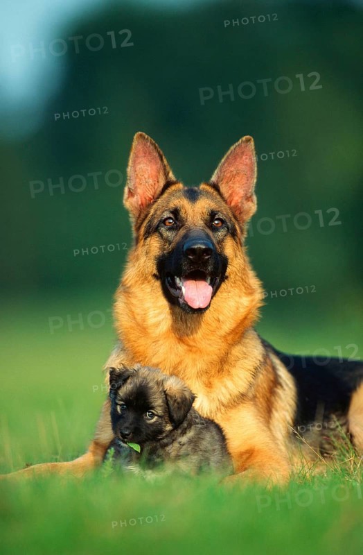 German Shepherd Dog and Mongrel Puppy, German Shepherd Dog
