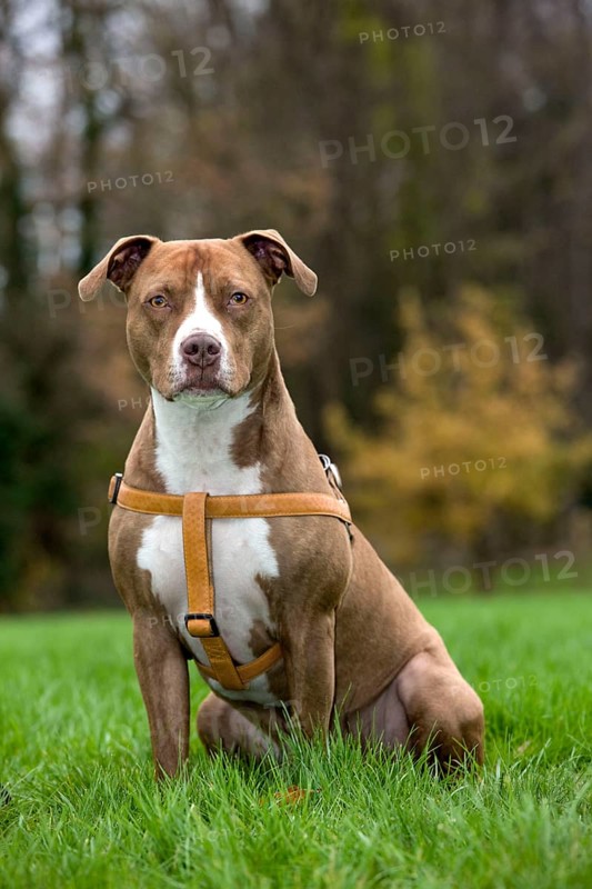American Staffordshire Terrier, Pit Bull, Harnesses