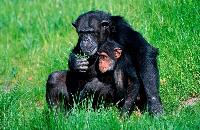 Chimpanzee, female with young, common chimpanzee (Pan troglodytes)