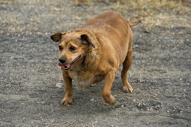 Overweight dog