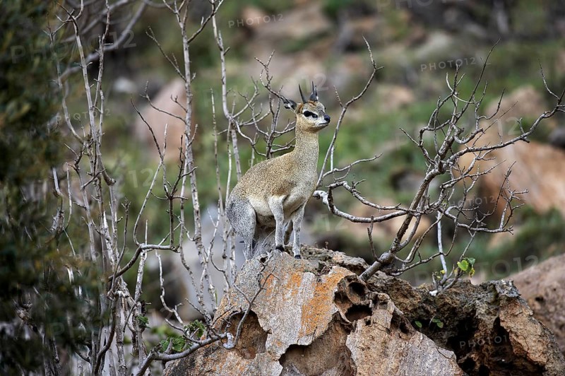 Cliff springer (oreotragus oreotragus), adult on rocks, Hell's Gate Park in Kenya