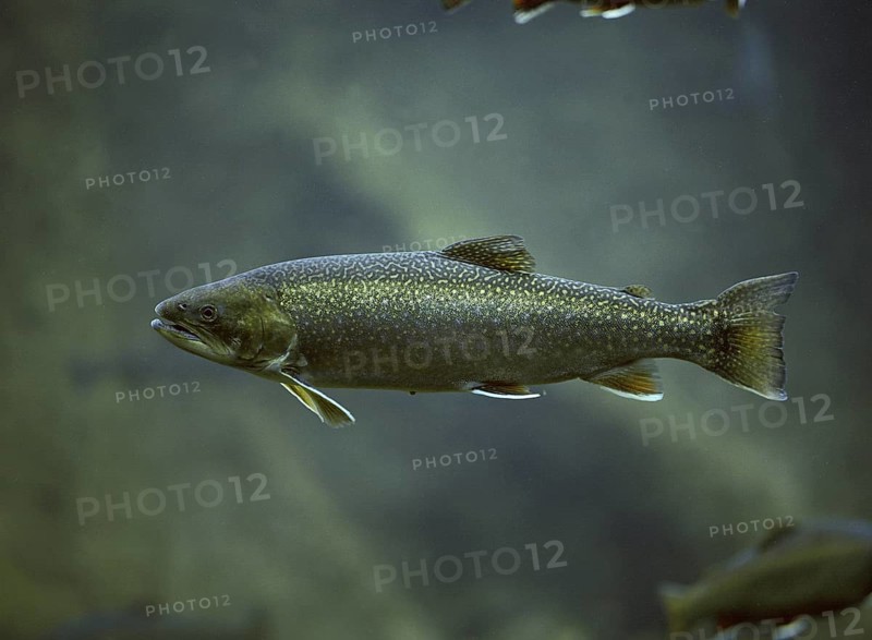 Arctic char (salvelinus alpinus), Arctic char, Red trout, Arctic char, Arctic char, Red trout, Other animals, Fish, Animals, Salmonids, Arctic char, Underwater view